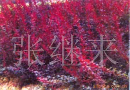 СҶС޽ҶŮ200