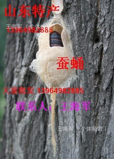 ɽʡزӼɽӼлӼζɽʡӼ