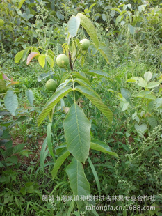 ޻ؼ޽Ӷ飬нӸּ޽ӵȵ