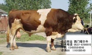 ţţ,ţţľţ