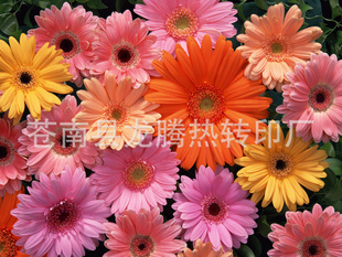 ӡתӡֽ/תӡֽ(ӭȡƷ