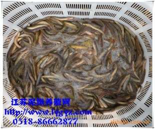 硢۸