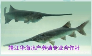 кڽճ