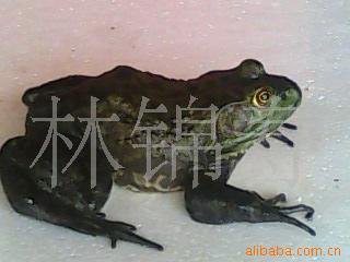 Сţܶ