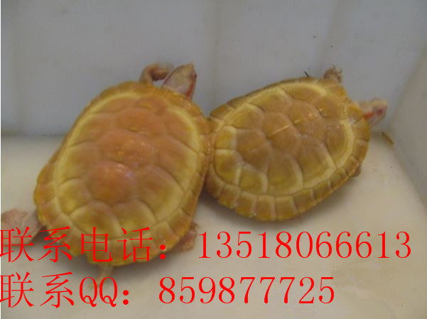 Ӧ׻ڹˮ½ڹ