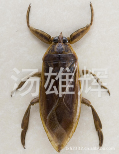 ζ--𻨲