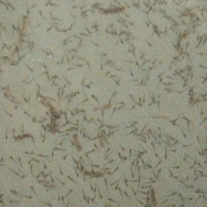 ٱ𡷷Ӧ磬ˮĻ