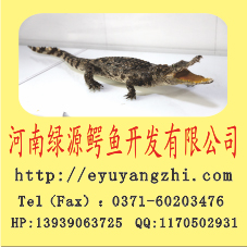 ĵȴ