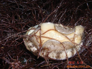 ʻձ