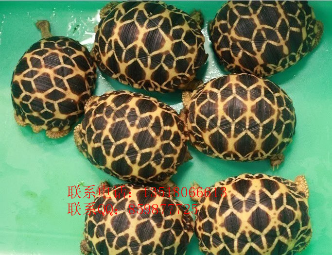 Ӧǹڹˮ½ڹ