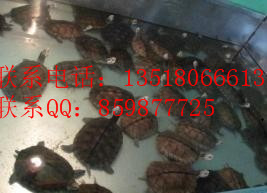 Ӧʯڹˮ½ڹ