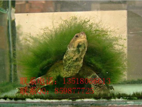 Ӧƺֹëڹˮ½ڹ