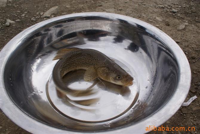 ѩ