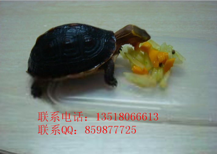 ӦԵտǹڹˮ½ڹ