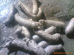 ˮƷඡ