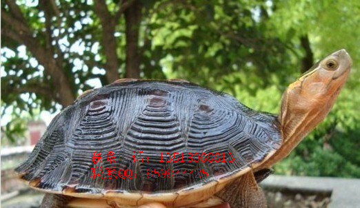 ӦֻԵڹˮ½ڹ