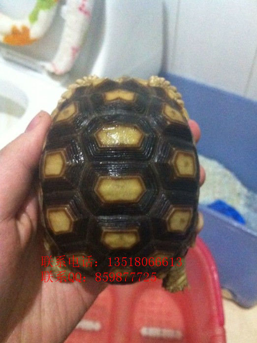 Ӧտڹˮ½ڹ