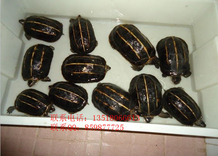 Ӧǹڹˮ½ڹ