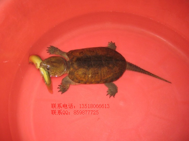 Ӧͷڹˮ½ڹ