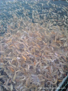 춡