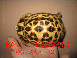 Ӧڹˮ½ڹ