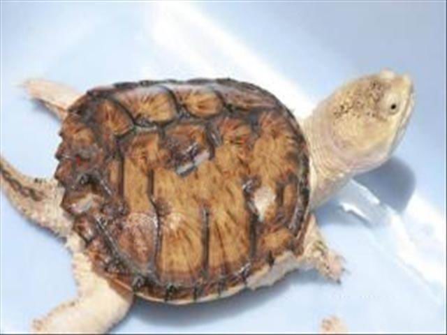 Ӧȱ