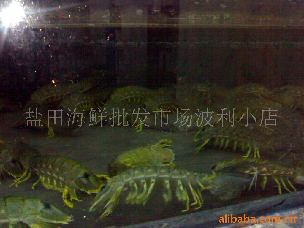 ̩Ϻ