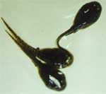 ţ