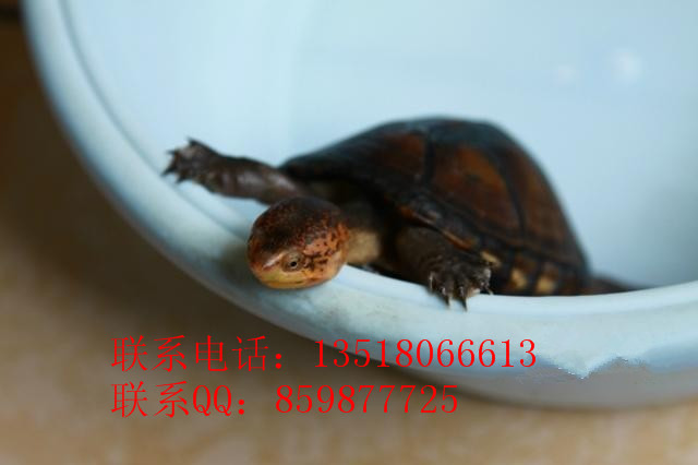 Ӧ浰ڹˮ½ڹ