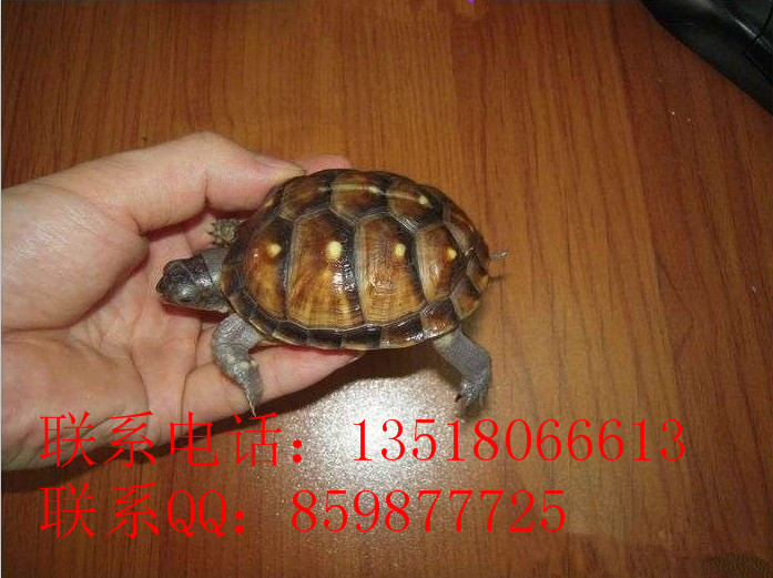 Ӧڹˮ½ڹ