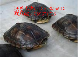 ӦϹڹˮ½ڹ