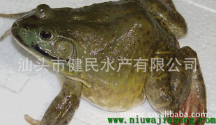 ʻţ
