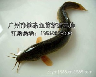 緱ֳִ