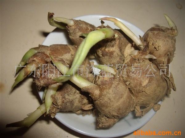 长期大量新鲜沙姜(图)