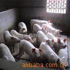 ĺֳССĸ