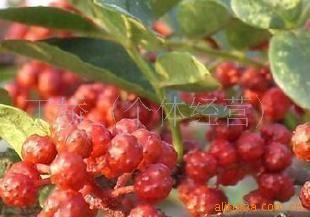 еϴݻλʮ֮
