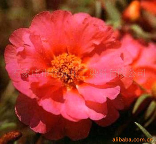 ֱʹ12BDirectRed31