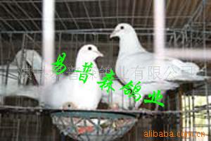 种鸽、乳鸽、鸽蛋