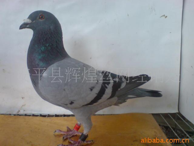 信鸽,天落鸟,肉鸽,幼鸽