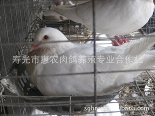 ָ룬ָ룬