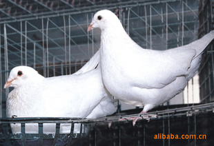 ͬƷָӰ