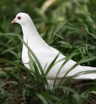 ˹