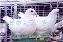 种鸽(图)青年鸽江苏