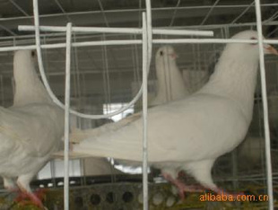 Ʒ