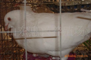 ָ