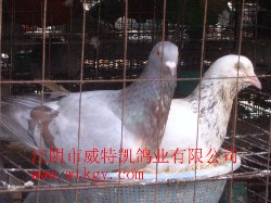 ؿ˾ָ롪̩