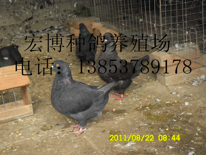شԪָָ͸ɽ격