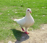 ָ