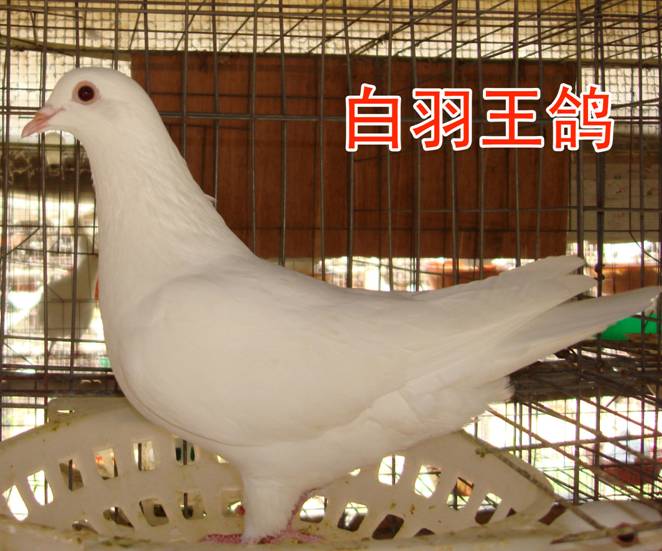 威特凯公司种鸽—白羽王鸽