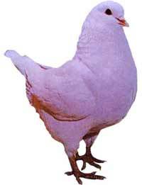 ָ